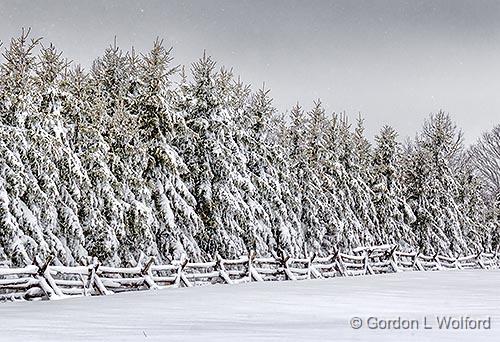 Snowy Fence & Pines_33913.jpg - Photographed near Smiths Falls, Ontario, Canada.